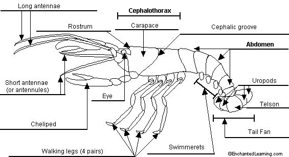 internal crayfish diagram