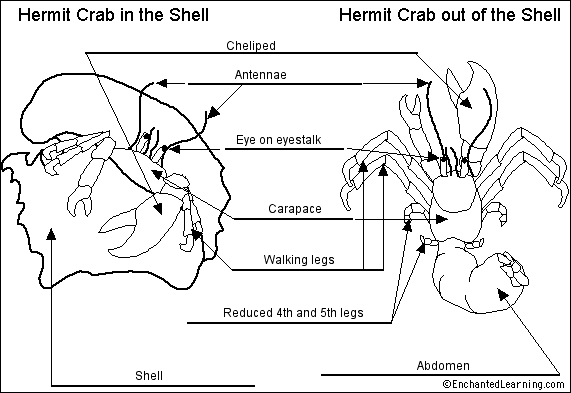 hermit crab without shell. Hermit Crab anatomy diagram to