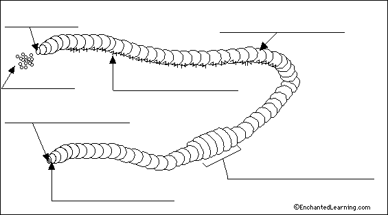 Label Earthworm Diagram EnchantedLearning