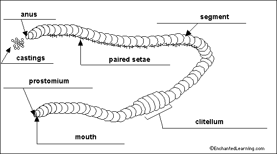 anus - the opening at the end of a worm through which waste exits.