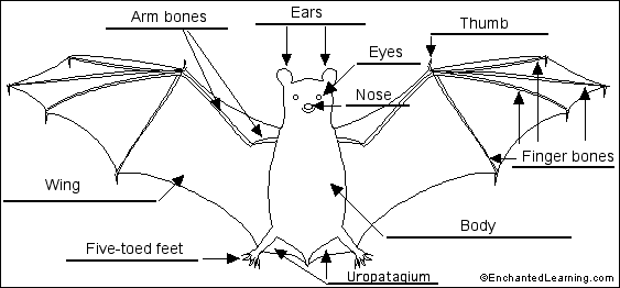 Bat external anatomy to label - answers