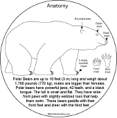Polar Bear Book to Print: Anatomy - EnchantedLearning.com