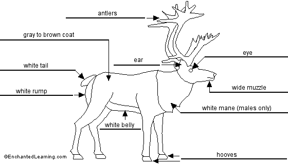 Label the reindeer - answers