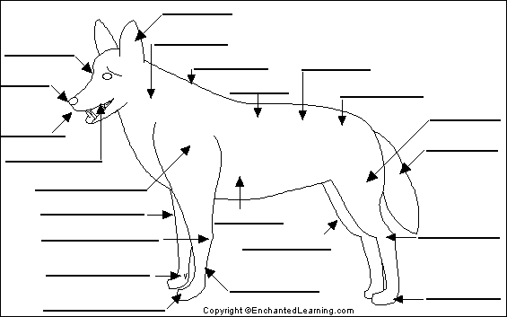 Label Dog Anatomy Printout - EnchantedLearning.com