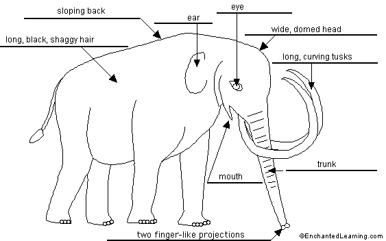Label the Woolly Mammoth - answers