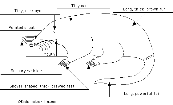 Mole external anatomy to label - answers