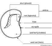 Dicot Seed