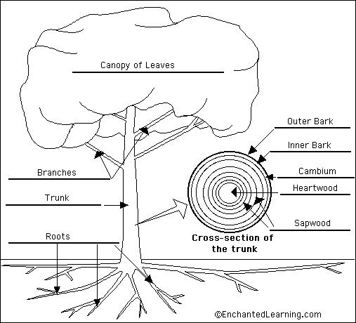 tree to label