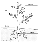 plant