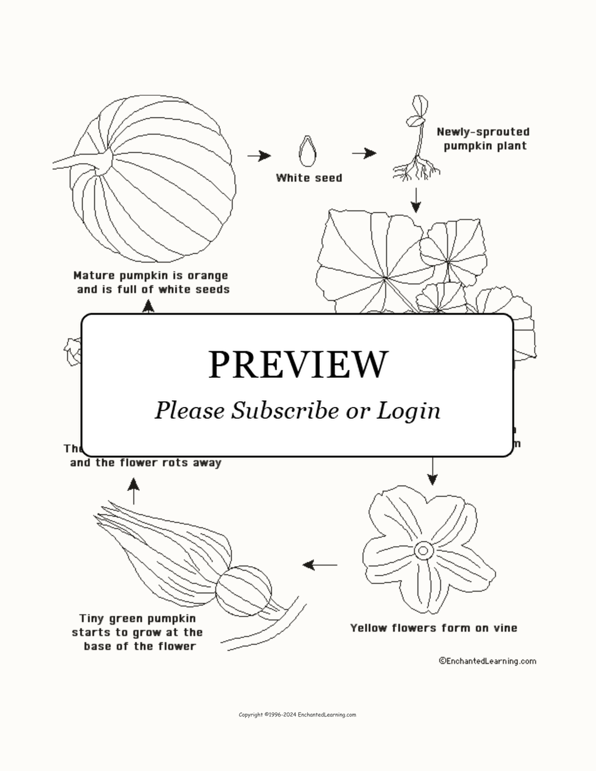 Pumpkin Life Cycle interactive printout page 1