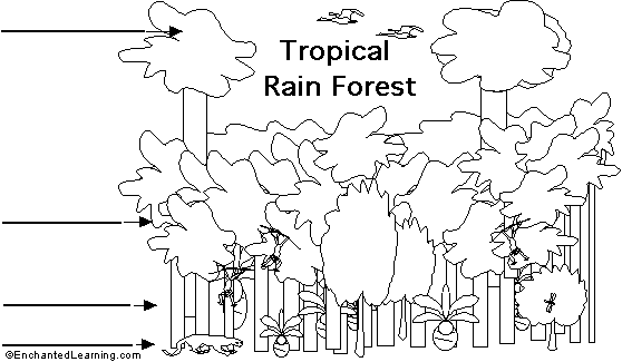 rainforest layers rainforest layers. tropical rainforest strata