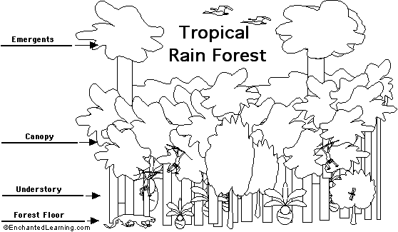 tropical rainforest strata diagram to label