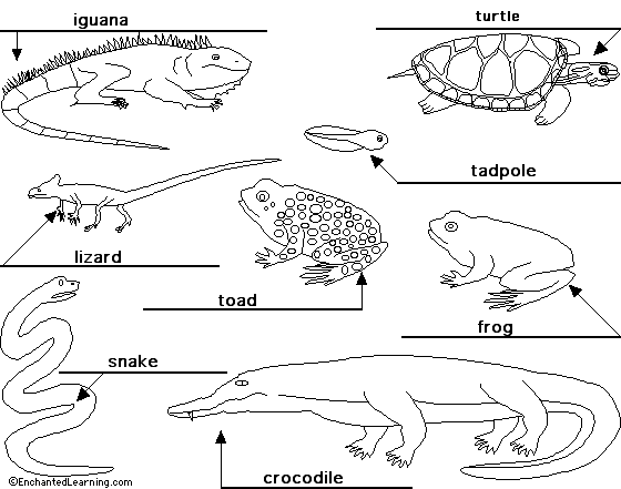 Reptiles and amphibians to label