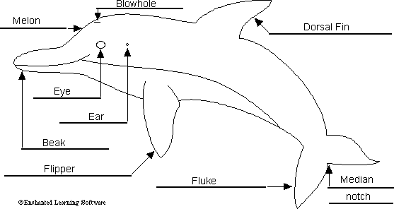 dolphin anatomy diagram to label