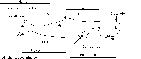 sperm whale anatomy diagram to label