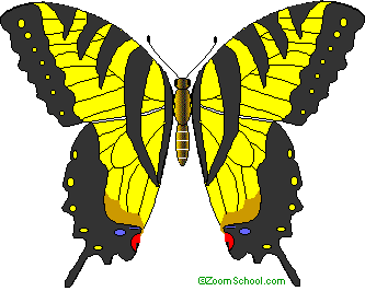 Butterfly Coloring Sheets on Butterflies Tiger Swallowtail Butterfly Go To A Coloring Page Printout
