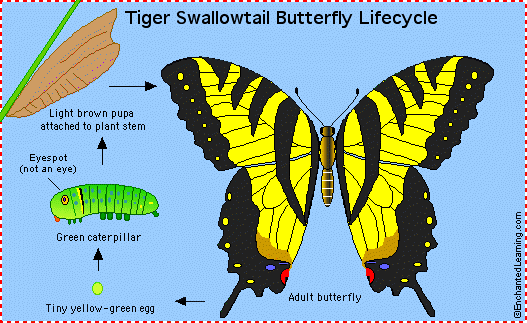 metamorphosis of a butterfly. tiger swallowtail life cycle