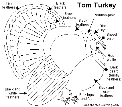 turkey anatomy spitting