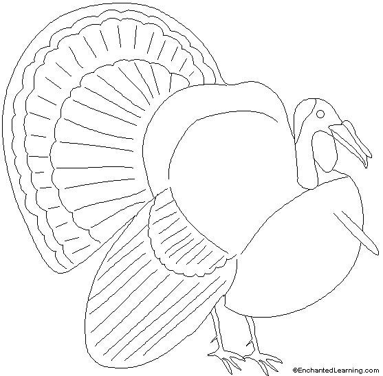 Turkey Printout Simple EnchantedLearning