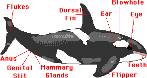 Whale Anatomy - Enchanted Learning Software