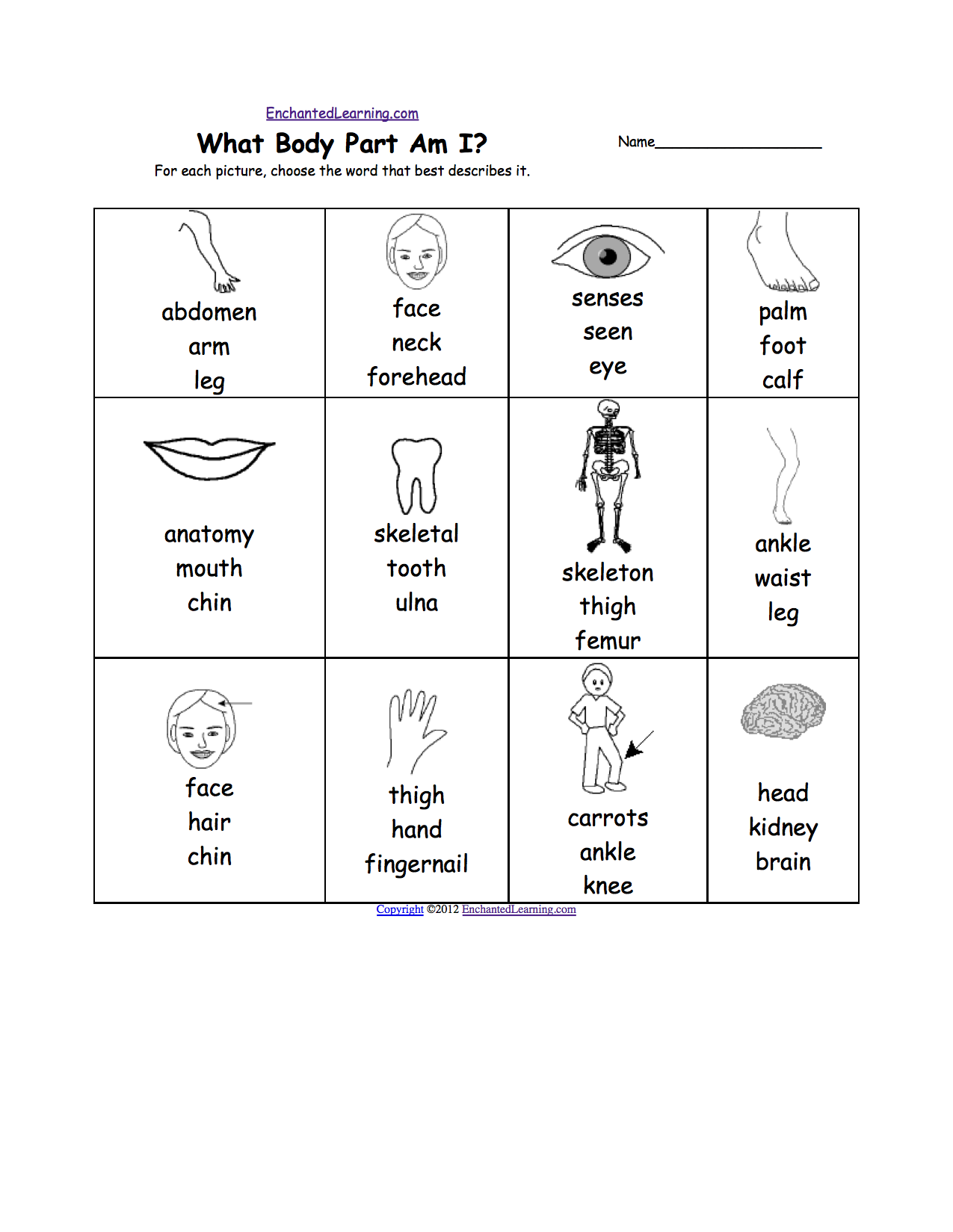 human-body-worksheets-viewing-gallery