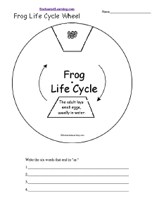 Frog Life Cycle Worksheet