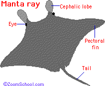 What is a Ray? - Enchanted Learning