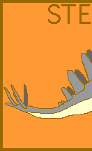 Stegosaurus Tail