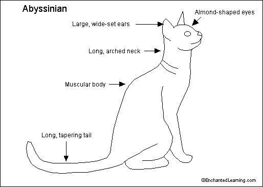 Download Abyssinian Cat Printout- EnchantedLearning.com