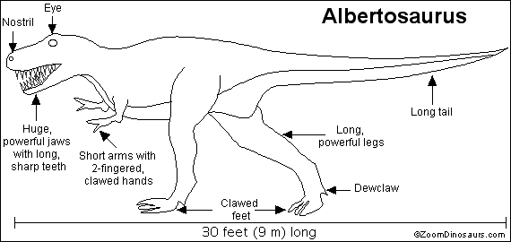 Labeled Albertosaurus diagram
