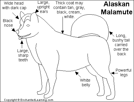 Search result: 'Alaskan Malamute Printout'