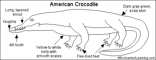 Search result: 'American Crocodile Printout'