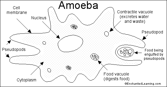 Amoeba (Ameba) Printout 