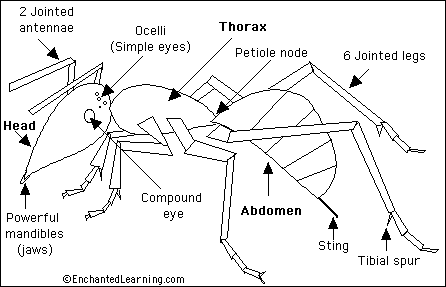 Search result: 'Ant Printout'