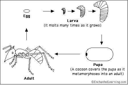 Search result: 'Ant Life Cycle'