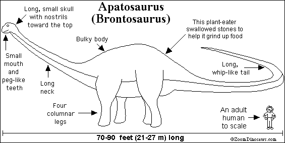 Labeled Apatosaurus diagram