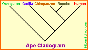 Gorilla Classification Chart