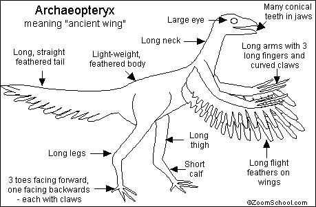 Search result: 'Archaeopteryx Printout'