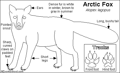 Search result: 'Arctic Fox Printout'