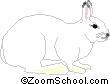 arctic hare