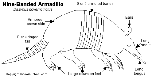 Nine-Banded Armadillo Printout