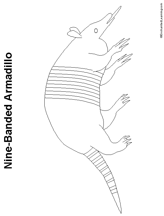 armadillo