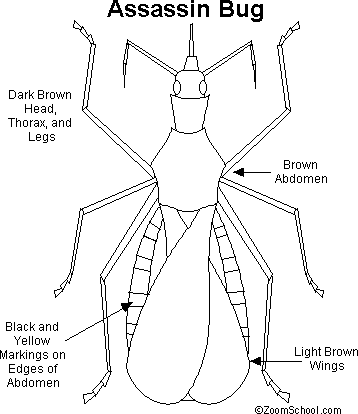 parts of an insect coloring page