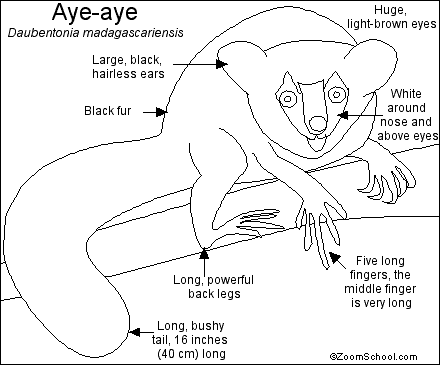 Search result: 'Aye-aye Printout'