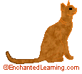 Search result: 'Abyssinian Cat Printout/Coloring'