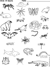 Circle 10 Insects: EnchantedLearning.com