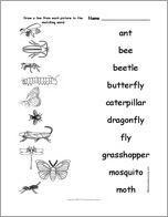 Search result: 'Match the Insect Words to the Pictures'