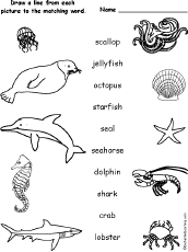 Sea Animals Chart With Names