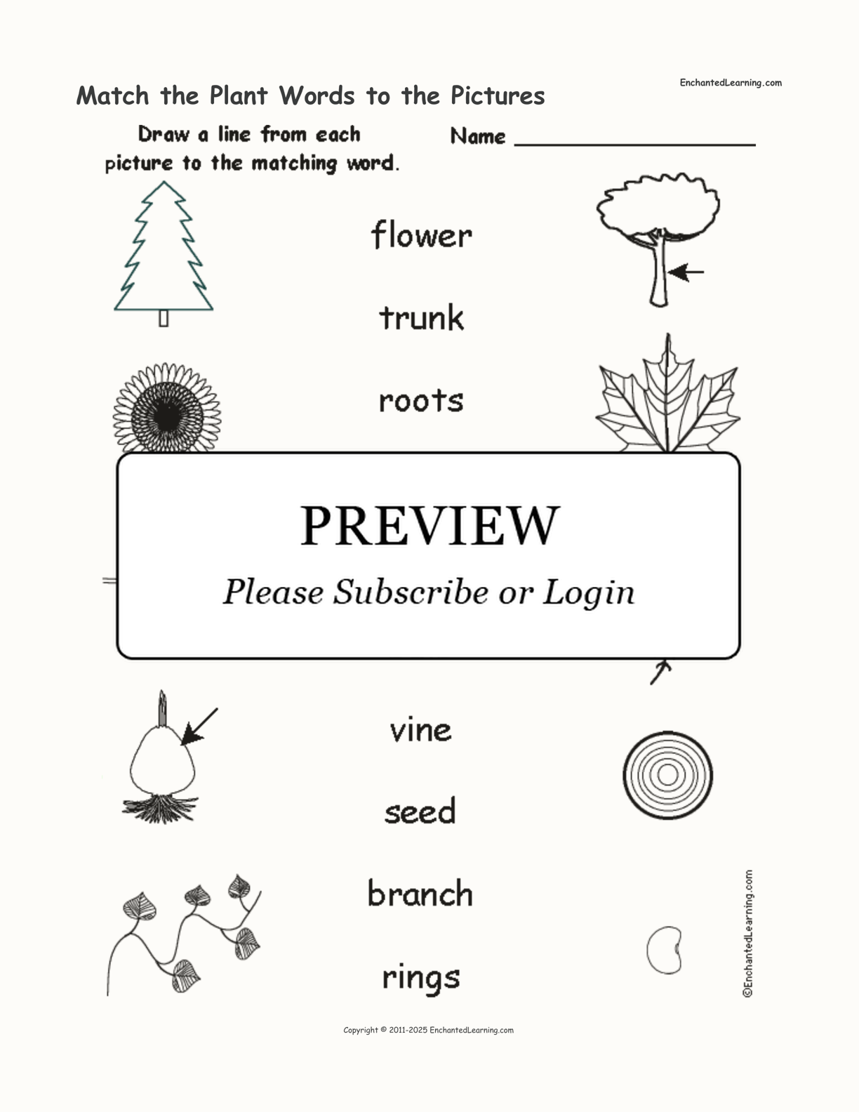 Match the Plant Words to the Pictures interactive worksheet page 1