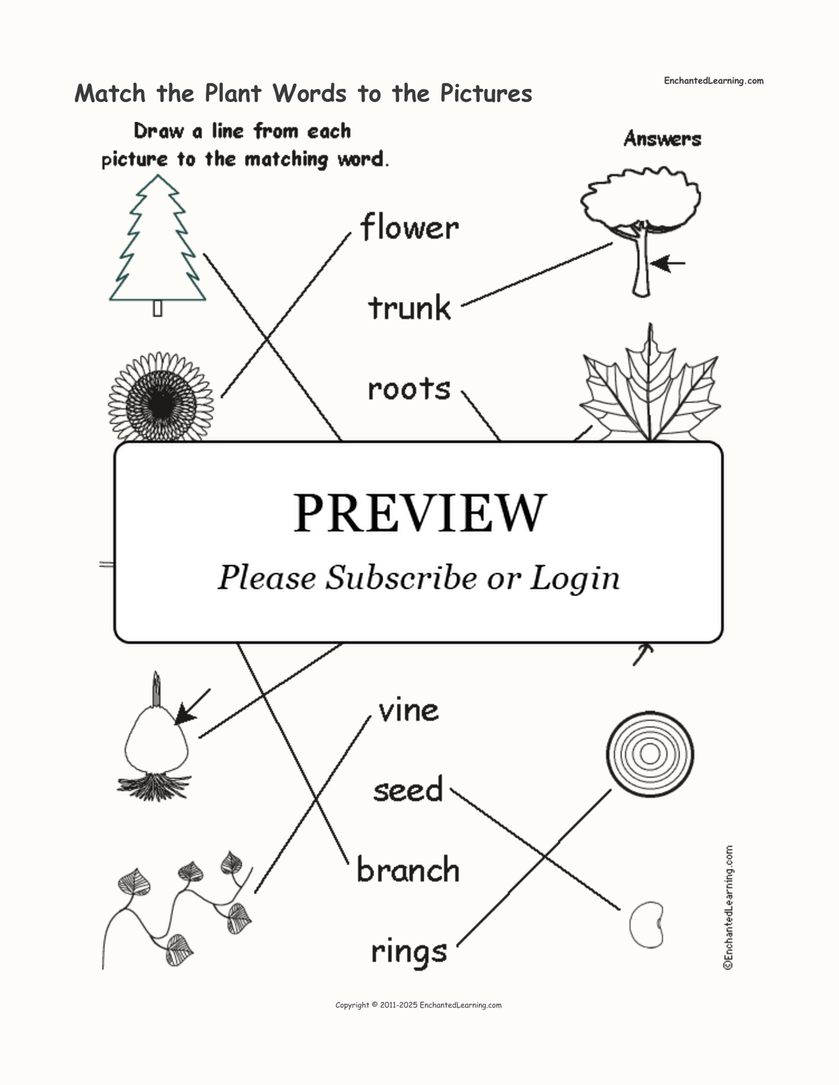 Match the Plant Words to the Pictures interactive worksheet page 2